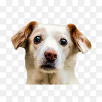 可爱狗狗-空若网 可爱狗狗-空若网