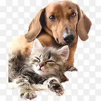 可爱猫咪狗狗动物-空若网 可爱猫咪狗狗动物-空若网