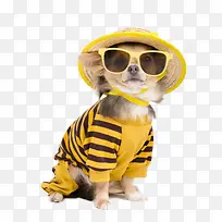 �ɰ���̩��Ȯ-������