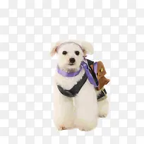 可爱泰迪犬-空若网 可爱泰迪犬-空若网