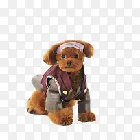 可爱泰迪犬-空若网 可爱泰迪犬-空若网