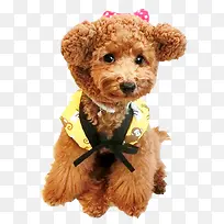 �ɰ���̩��-������