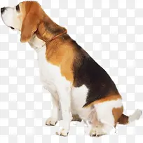 可爱斑点狗忠诚高清-空若网 可爱斑点狗忠诚高清-空若网