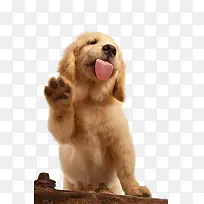 可爱小狗包装素材-空若网 可爱小狗包装素材-空若网