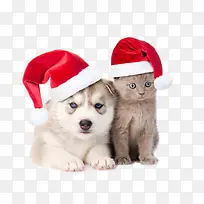 可爱猫狗卡通素材-空若网 可爱猫狗卡通素材-空若网