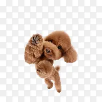 高清摄影可爱的狗狗泰迪-空若网 高清摄影可爱的狗狗泰迪-空若网