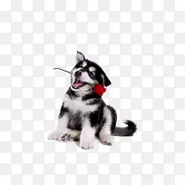 ������Ӱ�ɰ���С��-������