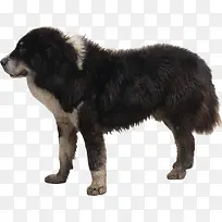 黑色小狗可爱温顺-空若网 黑色小狗可爱温顺-空若网