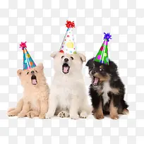 可爱彩色帽子小狗-空若网 可爱彩色帽子小狗-空若网