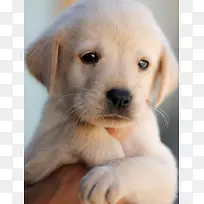 可爱高清小狗表情-空若网 可爱高清小狗表情-空若网