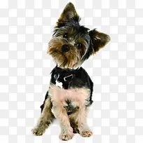 �ɰ���ͷ��������-������