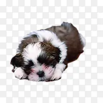 可爱睡觉狗狗宠物-空若网 可爱睡觉狗狗宠物-空若网