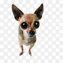 时尚大眼狗狗可爱-空若网 时尚大眼狗狗可爱-空若网