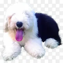 可爱宠物狗狗高清-空若网 可爱宠物狗狗高清-空若网