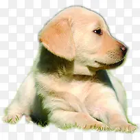 ʱ�пɰ����ﹷ��-������