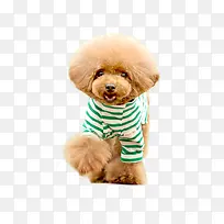 小动物泰迪-空若网 小动物泰迪-空若网