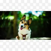 可爱忠诚狗狗高清-空若网 可爱忠诚狗狗高清-空若网