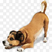 黄色可爱呆萌小狗-空若网 黄色可爱呆萌小狗-空若网