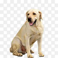 ��ɫ�ɰ�С������-������