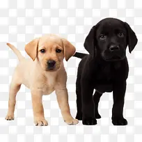 黑白俩狗可爱呆萌-空若网 黑白俩狗可爱呆萌-空若网