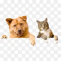 高清可爱的小狗小猫-空若网 高清可爱的小狗小猫-空若网