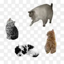 可爱的猫咪和小狗-空若网 可爱的猫咪和小狗-空若网