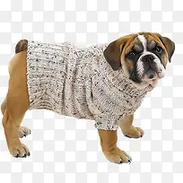 宠物可爱狗-空若网 宠物可爱狗-空若网