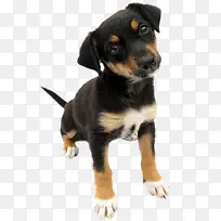 �ɰ��ڹ�-������