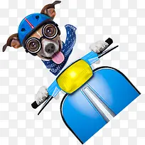 可爱蓝色骑行狗狗-空若网 可爱蓝色骑行狗狗-空若网