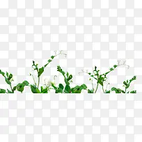 绿色-空若网 绿色-空若网