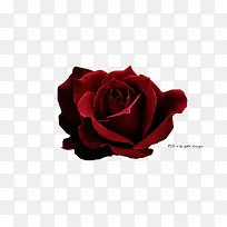 高清摄影黑色的高贵玫瑰花-空若网 高清摄影黑色的高贵玫瑰花-空若网