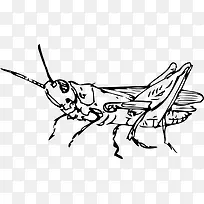 一只蟋蟀-空若网 一只蟋蟀-空若网