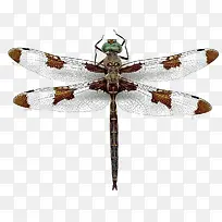 一只停歇的蜻蜓-空若网 一只停歇的蜻蜓-空若网