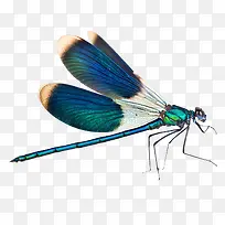 一只蜻蜓-空若网 一只蜻蜓-空若网