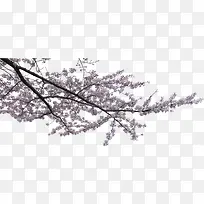 近树梅花树树头效果素材-空若网 近树梅花树树头效果素材-空若网