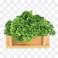 ¿ð×ÓÀïÃæµÄÇà²Ë-¿ÕÈôÍø ¿ð×ÓÀïÃæµÄÇà²Ë-¿ÕÈôÍø