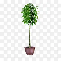 ·¢²ÆÊ÷ ÅèÔÔ-¿ÕÈôÍø ·¢²ÆÊ÷ ÅèÔÔ-¿ÕÈôÍø