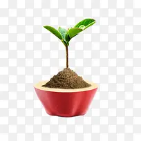 创意苹果小树苗-空若网 创意苹果小树苗-空若网