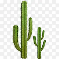 仙人掌树元素-空若网 仙人掌树元素-空若网