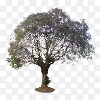 免扣大树素材-空若网 免扣大树素材-空若网