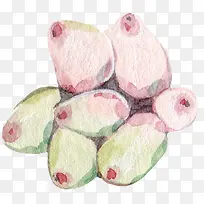 多彩多肉植物粉色水彩-空若网 多彩多肉植物粉色水彩-空若网