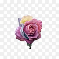 神秘彩色玫瑰-空若网 神秘彩色玫瑰-空若网