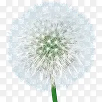 蒲公英 植物 插画 素材3-空若网 蒲公英 植物 插画 素材3-空若网