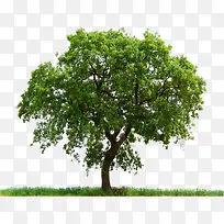 树木 植物 插画 素材3-空若网 树木 植物 插画 素材3-空若网