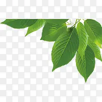 绿叶 植物 插画 素材-空若网 绿叶 植物 插画 素材-空若网