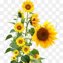 向日葵 植物 插画 素材-空若网 向日葵 植物 插画 素材-空若网