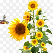 ÏòÈÕ¿û Ö²Îï ²å» ËØ²Ä2-¿ÕÈôÍø ÏòÈÕ¿û Ö²Îï ²å» ËØ²Ä2-¿ÕÈôÍø