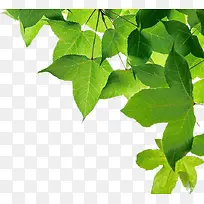 Ҷ�� ֲ��  �廭 �ز�2-������