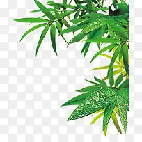 叶子 植物 插画 素材-空若网 叶子 植物 插画 素材-空若网