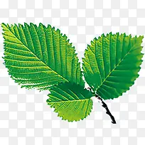 叶子 植物 插画 素材1-空若网 叶子 植物 插画 素材1-空若网